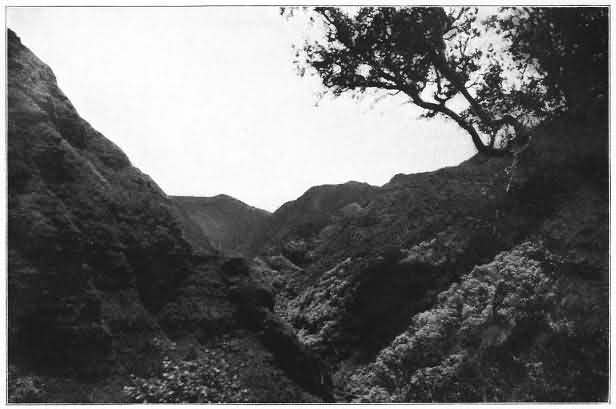 The Deep Blue Palis of Koolau