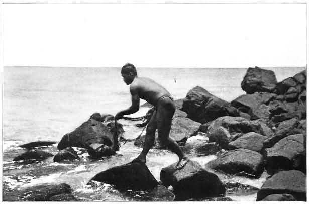 Hawaiian Fisherman Using the Throw-Net