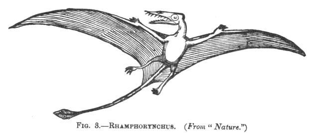 FIG. 3.—RHAMPHORYNCHUS