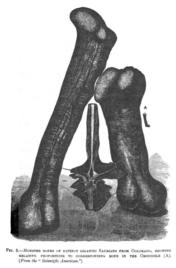 MONSTER BONES OF EXTINCT GIGANTIC SAURIANS