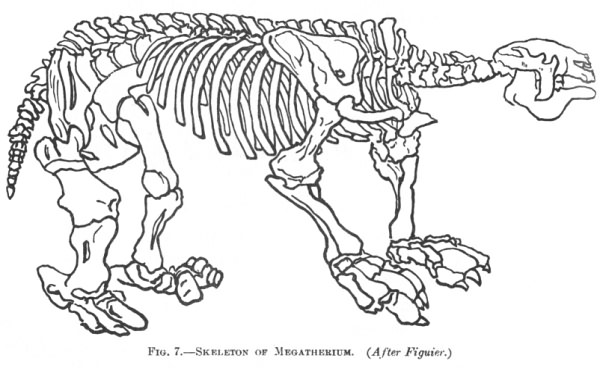 SKELETON OF MEGATHERIUM