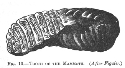 TOOTH OF THE MAMMOTH