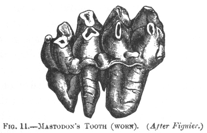 MASTODON'S TOOTH