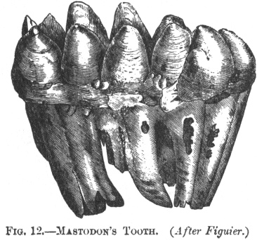 MASTODON'S TOOTH