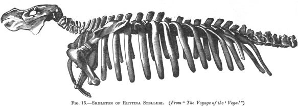 SKELETON OF RHYTINA STELLERI