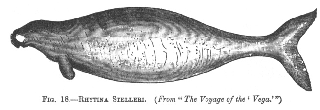 RHYTINA STELLERI