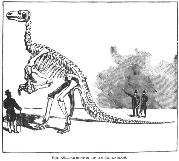 SKELETON OF AN IGUANODON