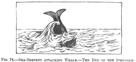 SEA-SERPENT ATTACKING WHALE.—THE END OF THE STRUGGLE