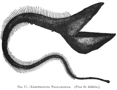 EURYPHARYNX PELIGANOIDES