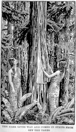 [Illustration: THE BARK GIVES WAY AND COMES IN STRIPS FROM OFF THE TREES]