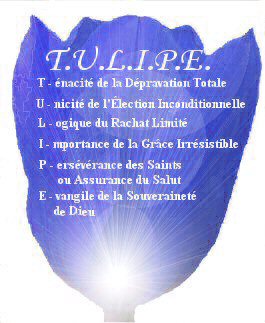 Tulipe Bible De L Epee 05